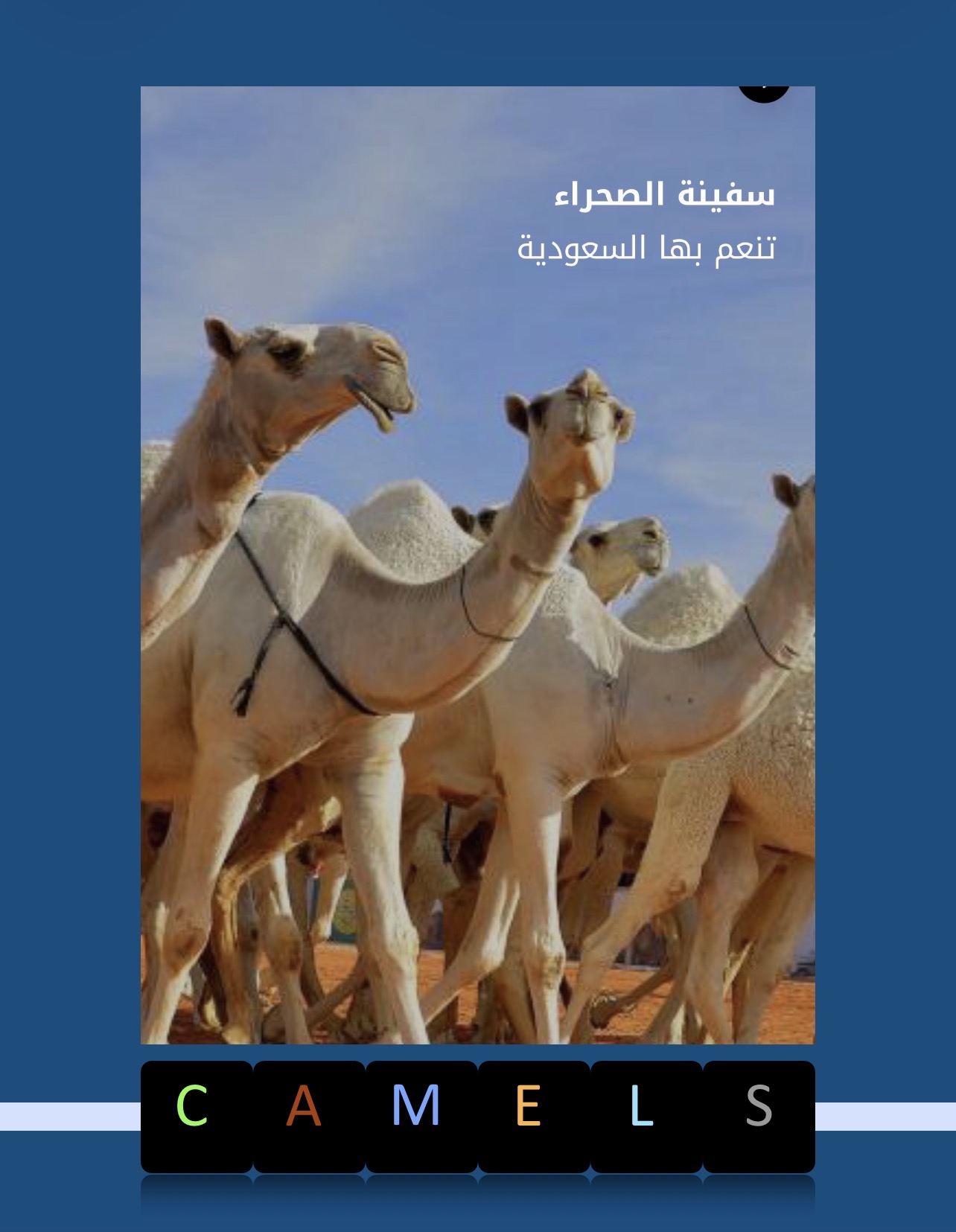 عام الإبل 2024